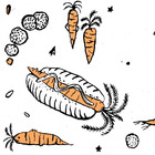 Mrkev, láska, sojanéza